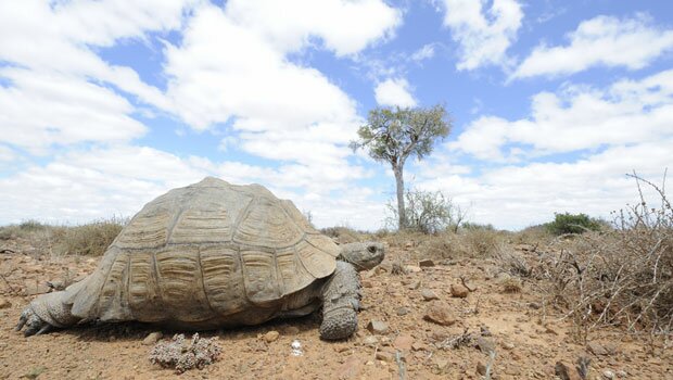 Turtle in the desert